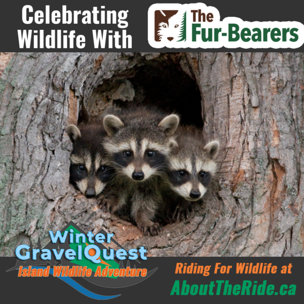 Week 1 - Raccoons!