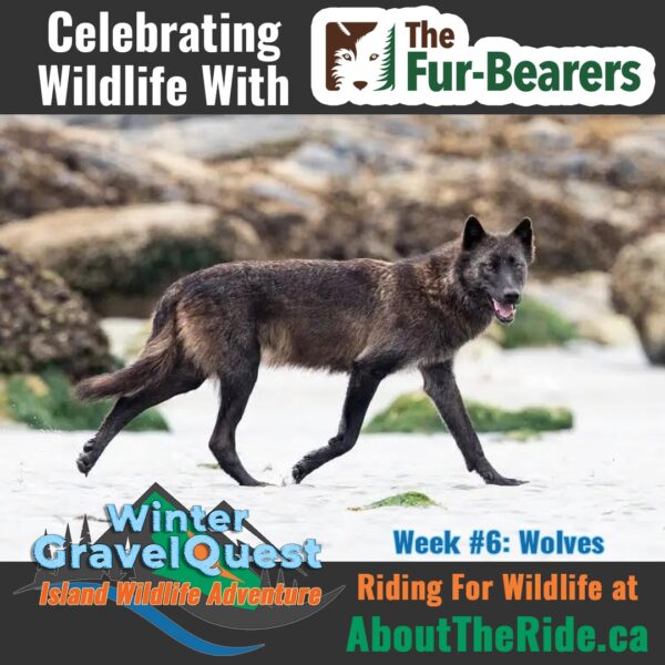 winter gravelquest 2025 wildlife w6