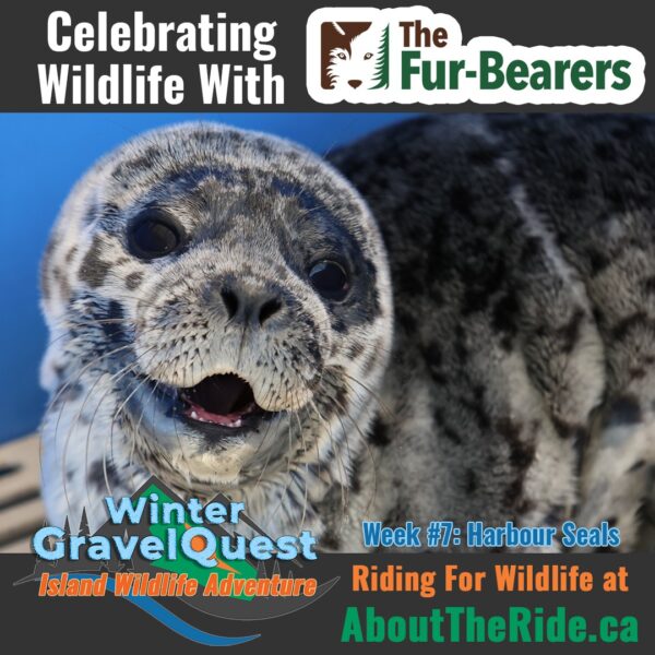 winter gravelquest 2025 wildlife w7