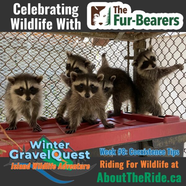 winter gravelquest 2025 wildlife w8