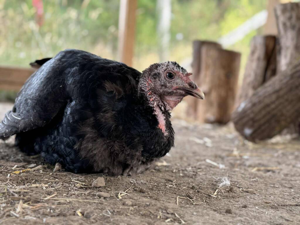 Dhalia the turkey at Home for Hooves Dhalia the turkey at Home for Hooves
