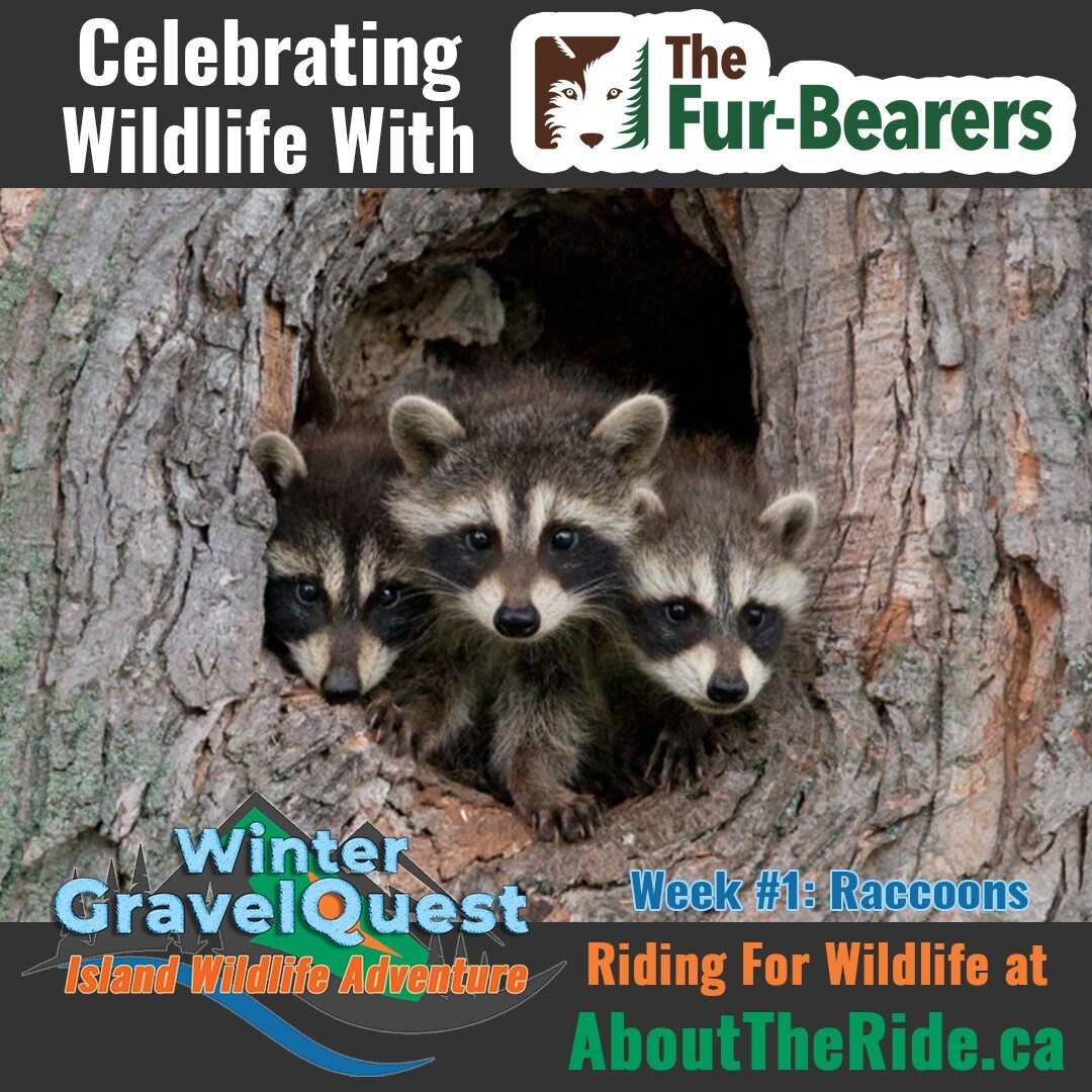 winter gravelquest 2025 wildlife w1