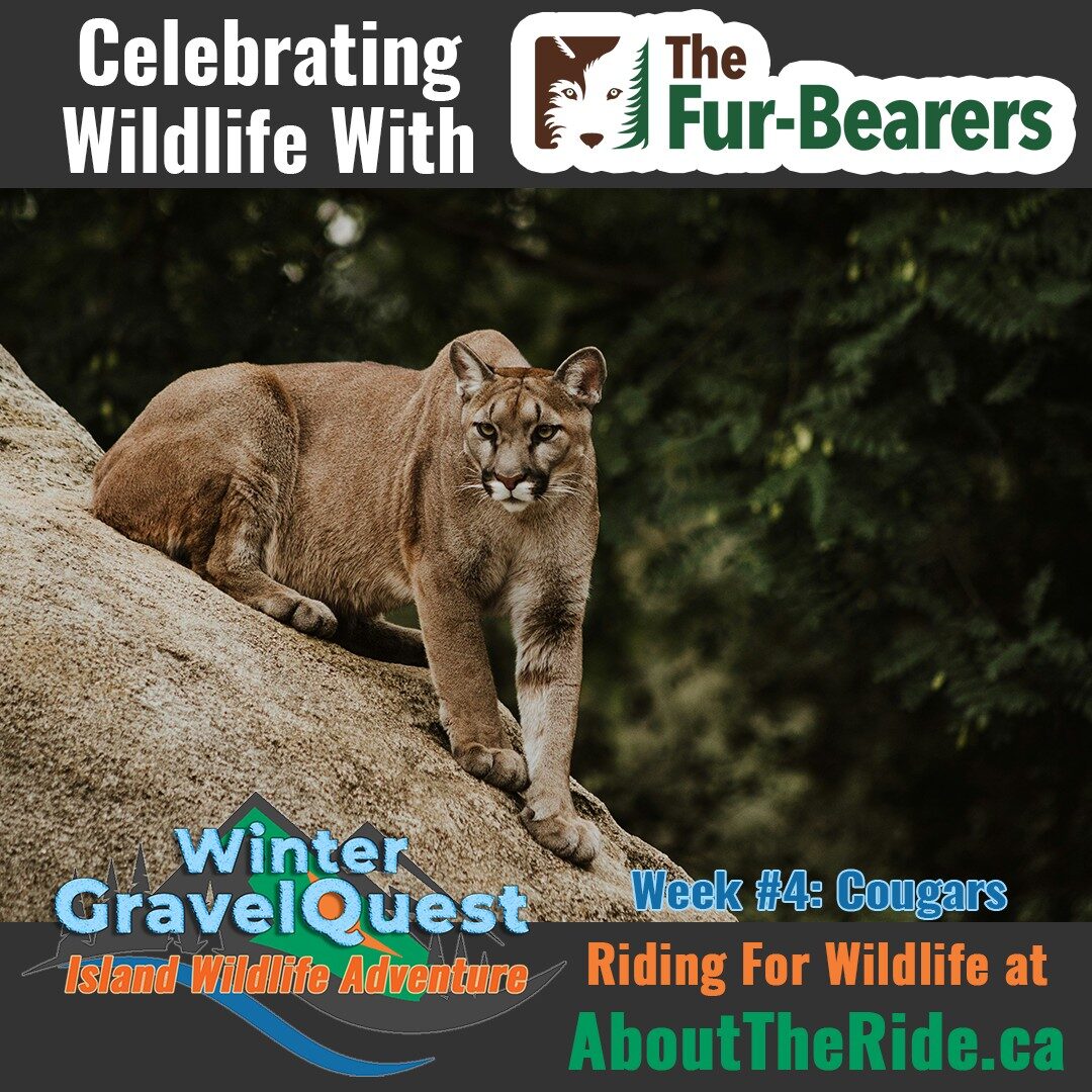 winter gravelquest 2025 wildlife w4