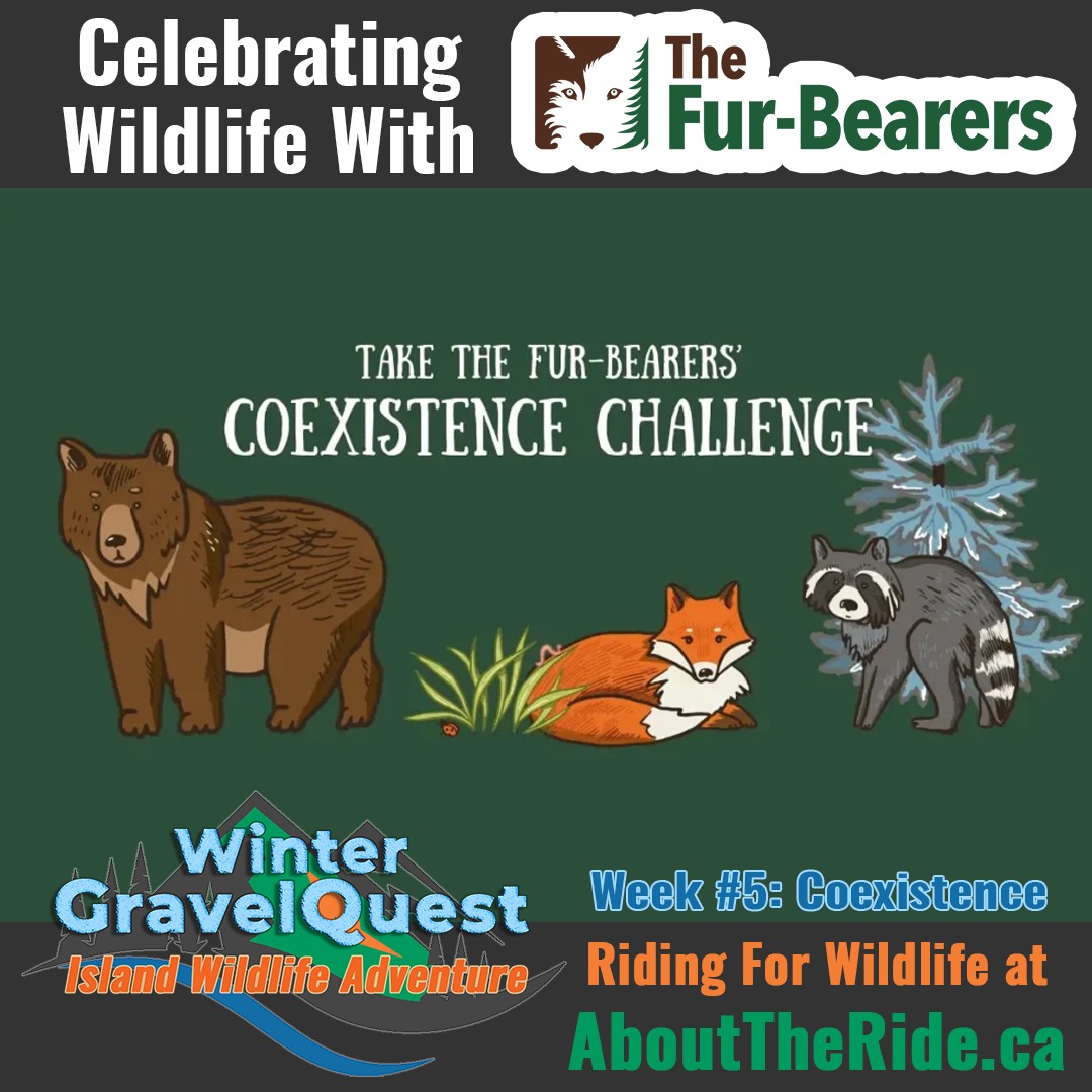 winter gravelquest 2025 wildlife w5