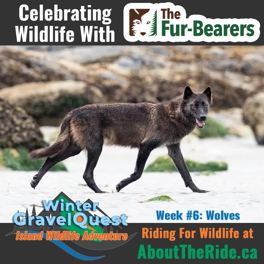 winter gravelquest 2025 wildlife w6